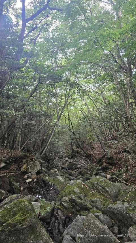 한라산둘레길5구간(수악길) 사진 10