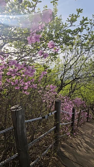 성남누비길6코스(청계산길) 사진 6