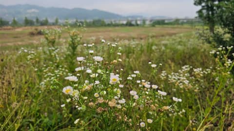 여강길7코스(부처울습지길) 사진 2