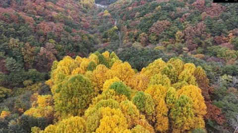 비슬산둘레길7구간(우록백합나무길) 사진 1