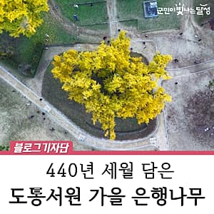 비슬산둘레길7구간(우록백합나무길) 사진 2