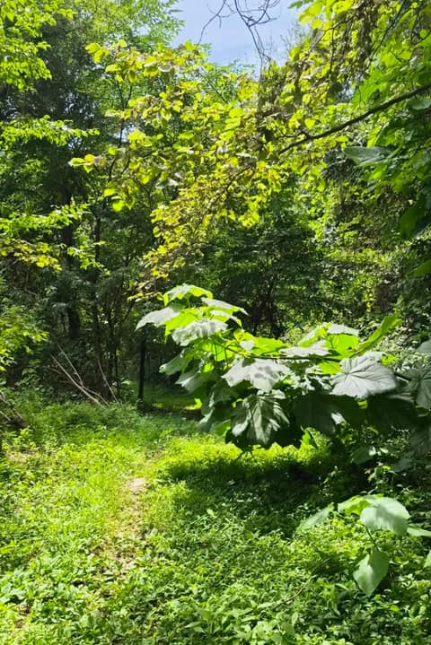 원주굽이길13코스(구학산꽃댕이길) 사진 1