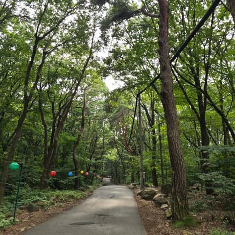 백운산솔밭황톳길 사진 1
