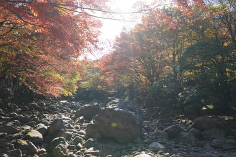 한라산둘레길1구간(천아숲길) 사진 4