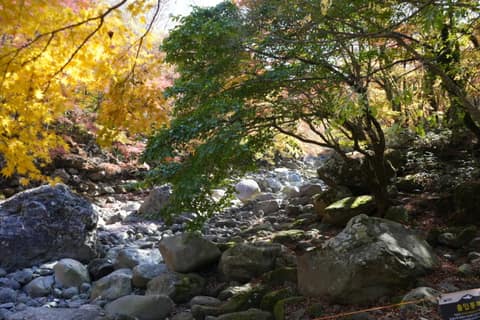 한라산둘레길1구간(천아숲길) 사진 6