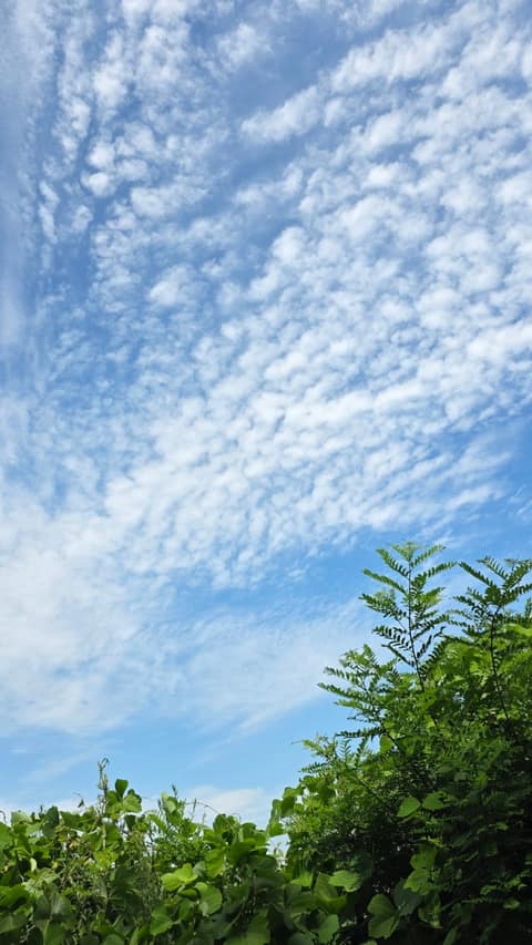 평택섶길1코스(대추리길) 사진 2