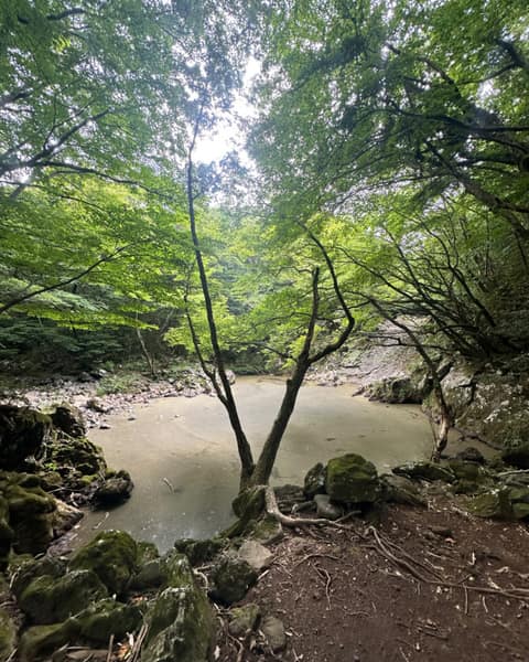 한라산둘레길8구간(절물조릿대길) 사진 5