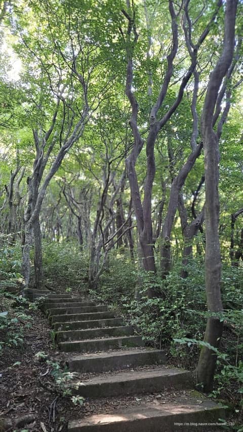 한라산둘레길9구간(숫모르편백숲길) 사진 1