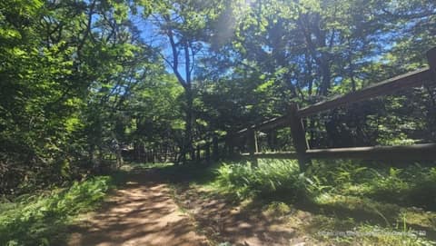 한라산둘레길9구간(숫모르편백숲길) 사진 8