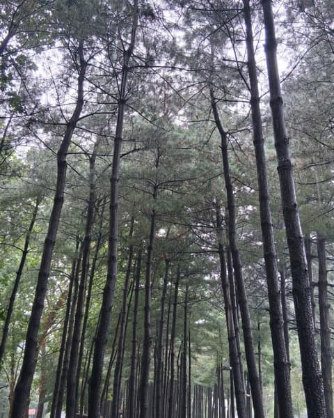 경춘선숲길 사진 1