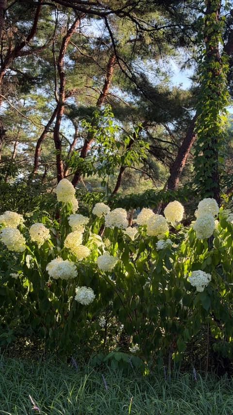 장성호수변길 사진 4