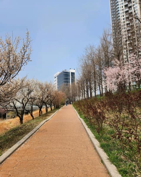 하동매실거리 사진 2