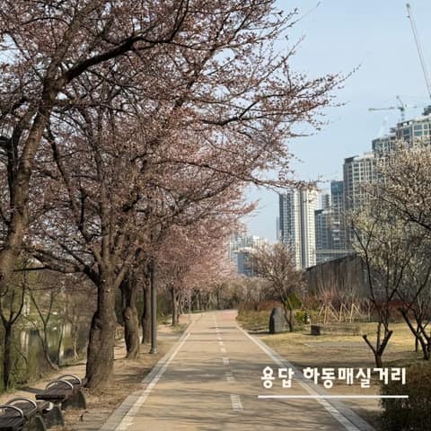하동매실거리 사진 3