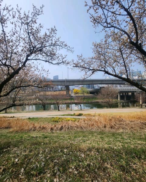 하동매실거리 사진 5