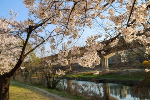 하동매실거리 사진 6