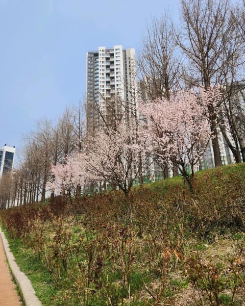하동매실거리 사진 8
