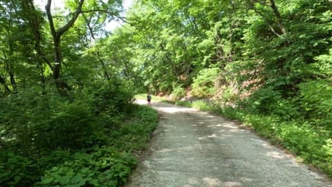 치악산둘레길9코스(자작나무길) 사진 1