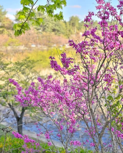 보문호반길 사진 2