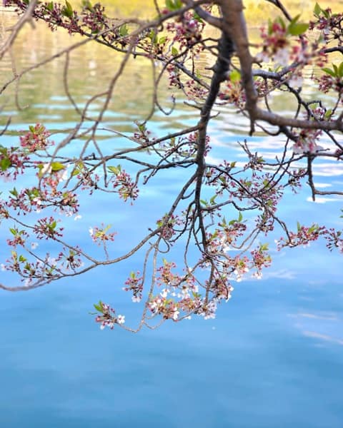 보문호반길 사진 10