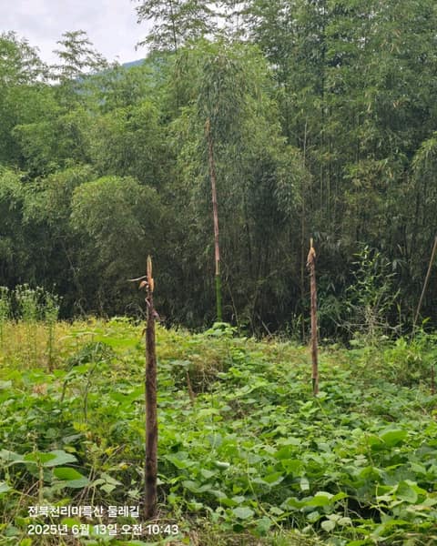 전북천리길미륵산둘레길 사진 5