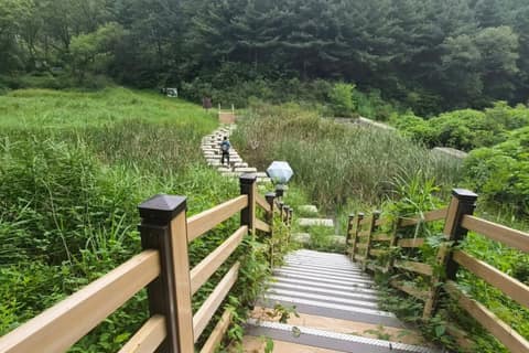 원주섬강 자작나무숲 둘레길 사진 10