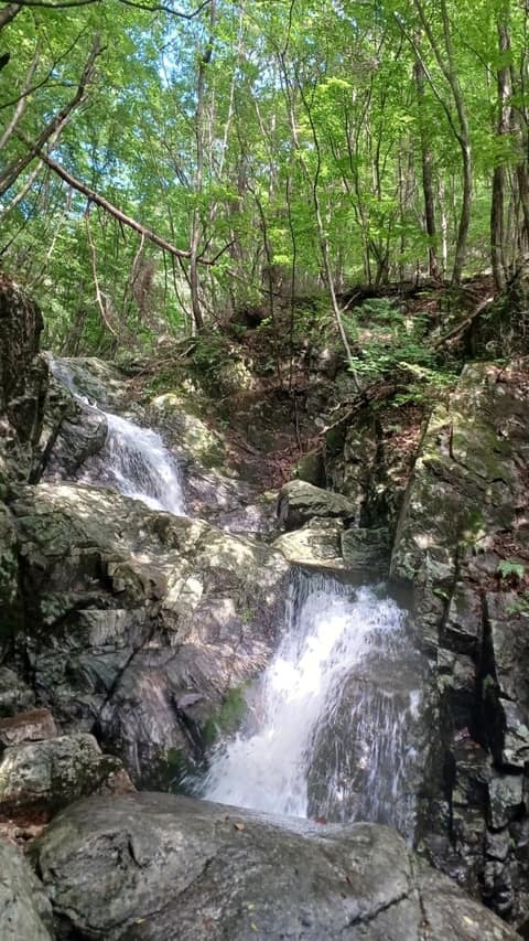 황장목숲길 사진 6