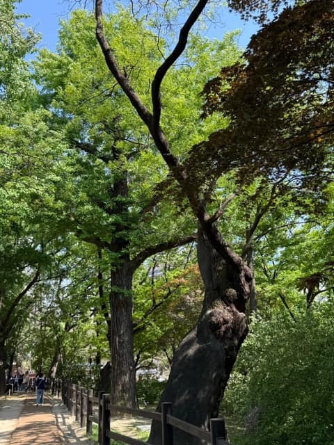 덕수궁돌담길 사진 2