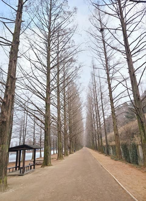 메타세쿼이아가로수길 사진 1