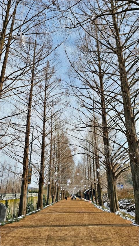 메타세쿼이아가로수길 사진 8
