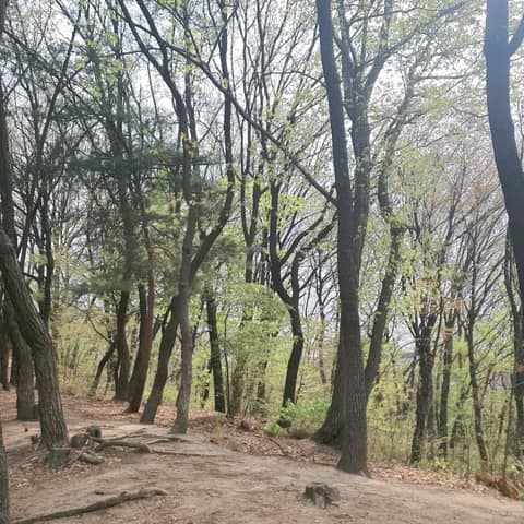 영축산순환산책로 사진 1