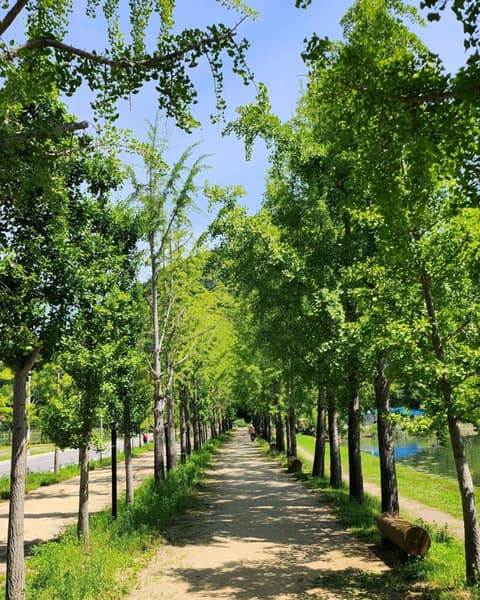 은행나무길 사진 1