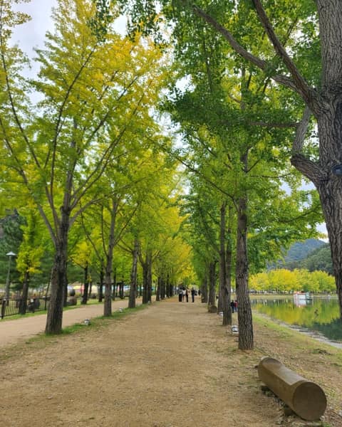 은행나무길 사진 2