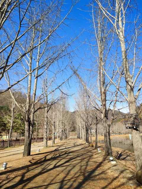 은행나무길 사진 4