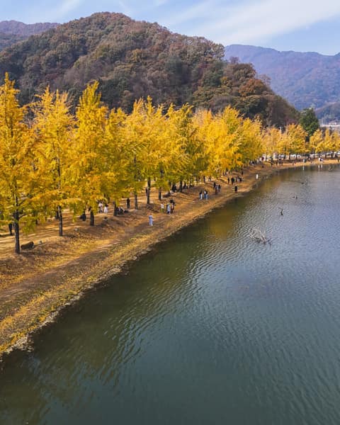 은행나무길 사진 10