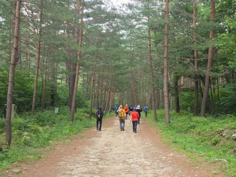 금강소나무숲길3코스 사진 6