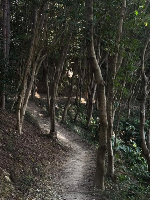 유달산둘레길 사진 1
