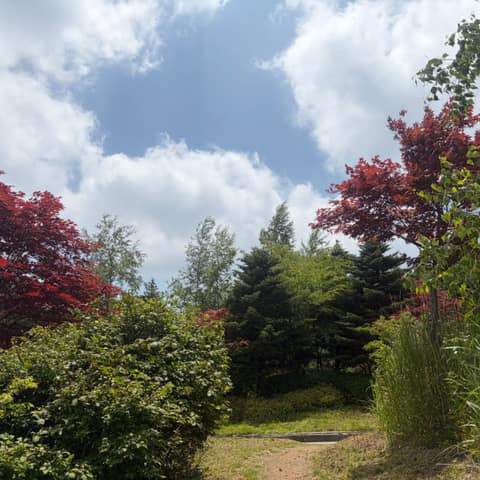 하이원하늘길 사진 4