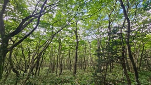 한라산둘레길2구간(돌오름길) 사진 6