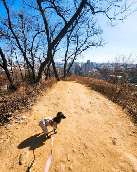 봉제산둘레길2코스 사진 5