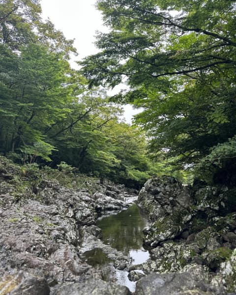 한라산둘레길6구간(시험림길) 사진 3