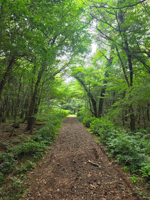한라산둘레길6구간(시험림길) 사진 5