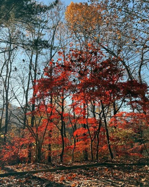 서울대공원동물원관리도로 사진 9