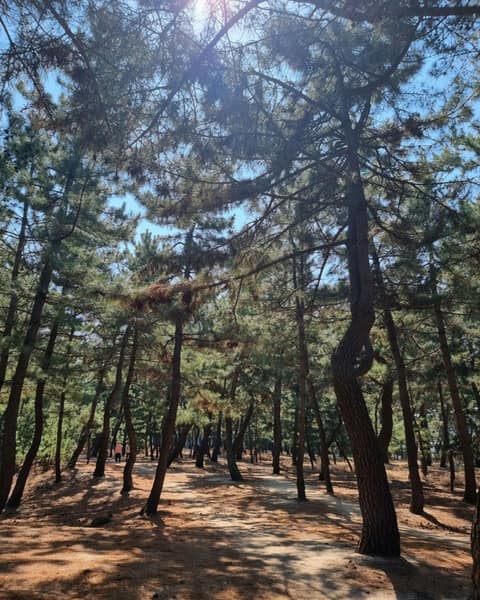 바우길5구간(바다호숫길) 사진 1