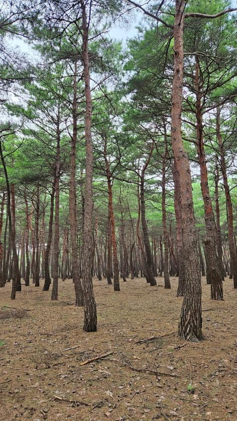 바우길5구간(바다호숫길) 사진 2