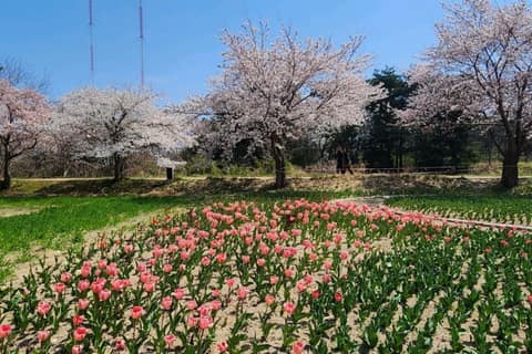 바우길5구간(바다호숫길) 사진 5