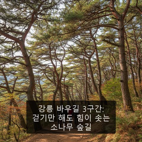 바우길3구간(어명을받은소나무길) 사진 6