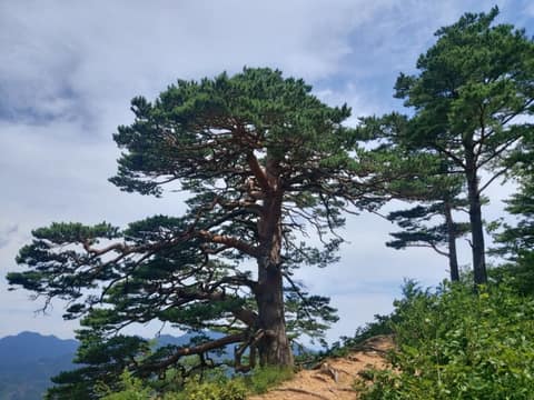 울진금강소나무숲길제4구간 사진 6