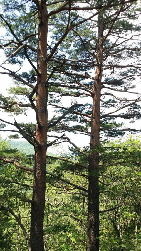 울진금강소나무숲길제2구간 사진 5
