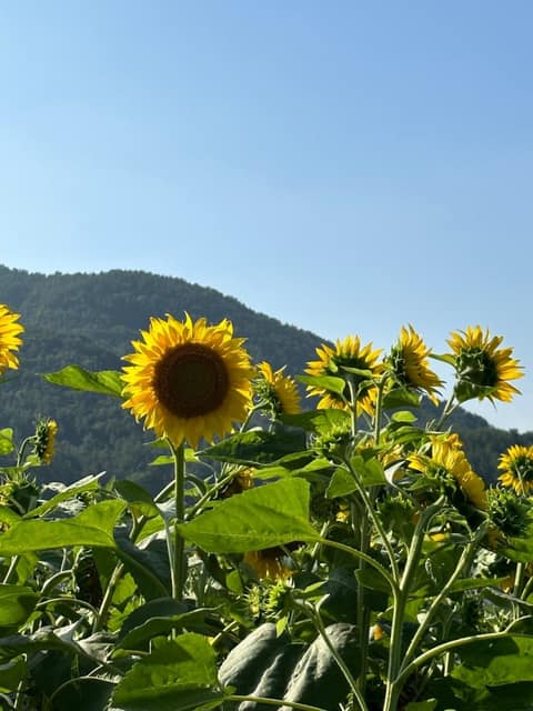 남파랑길25코스 사진 1