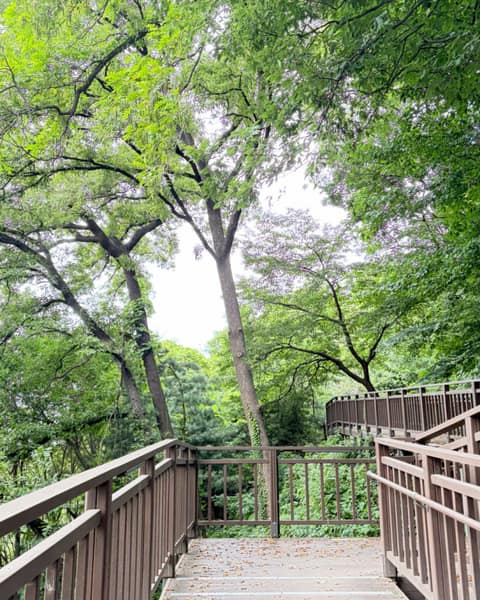 우면산둘레길 사진 5